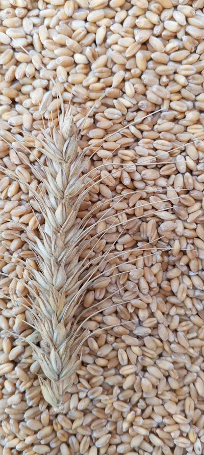 Wheat